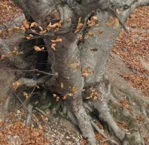 В Крыму нашли два дерева, которым больше 2000 лет