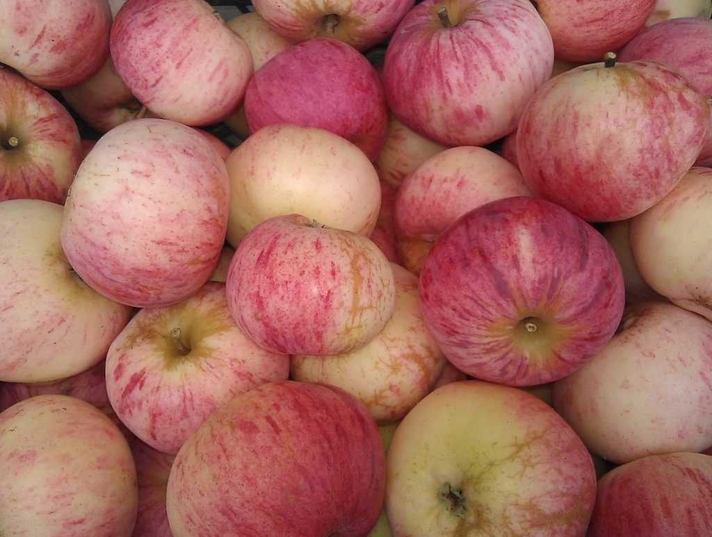 Раскрыта схема контрабанды польских яблок в Брянск и другие города