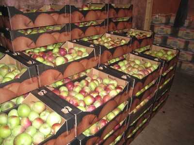 В Брянске выявлено 36 случаев продажи польских фруктов