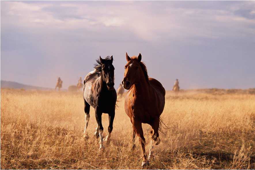 В Россию с территории Украины перегоняют лошадей