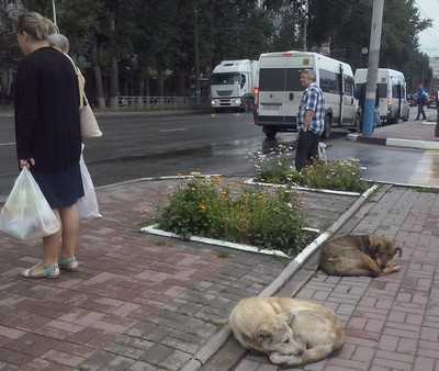 Областное правительство передаст брянской мэрии бездомных собак