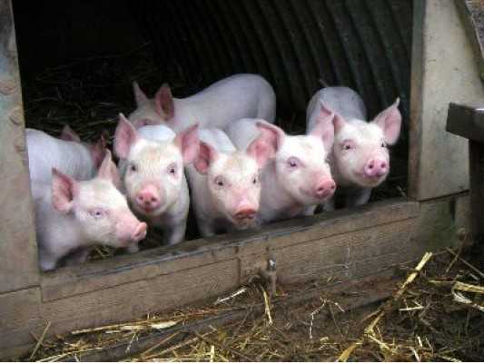 В Севском районе Брянской области нашли африканскую чуму свиней