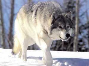 Брянский волк собаке не предок