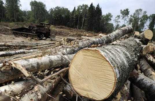 Брянского коммерсанта обвиняют в вырубке леса на 2 миллиона рублей
