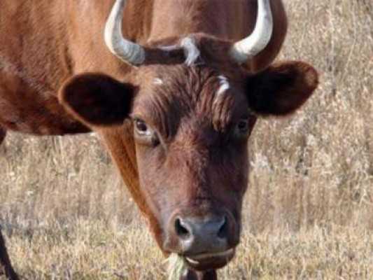 Заведующий брянской фермой ответит за гибель пастуха, убитого быком