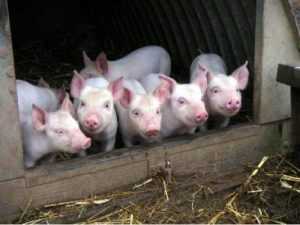 Брянских свиней запретили ввозить на рязанскую землю