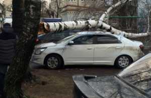 В Брянске рухнувшая от ветра береза придавила автомобили