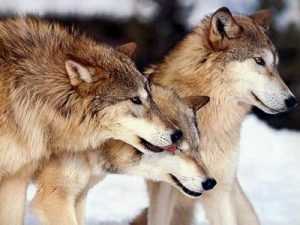 Брянские волки и лисицы сошли с ума от пастбищ