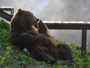 Брянску покажут выставку о медведях и Камчатке