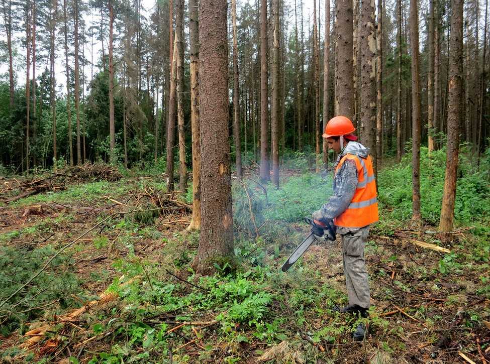 Малому и среднему бизнесу разрешат вырубать лес и не высаживать новый