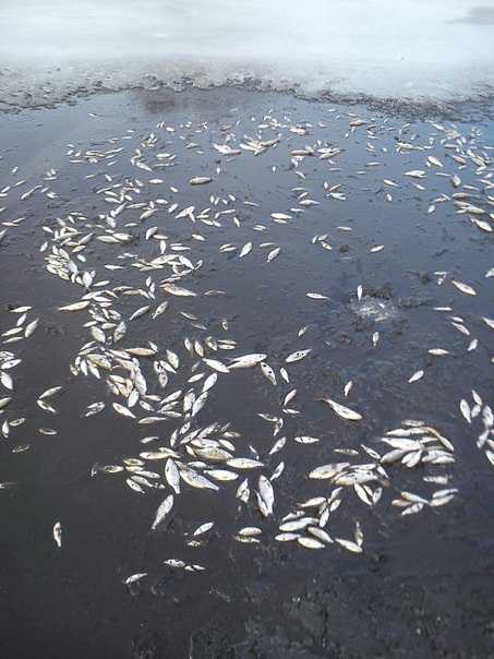 В реке около брянского села Страшевичи погибла рыба