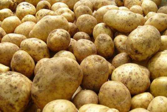 Сорок тонн картофеля вернули белорусам