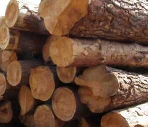 Брянских лесопромышленников обвинили в пожирании субсидий
