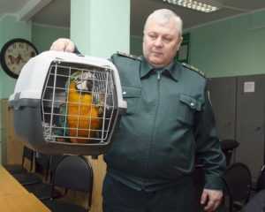 Брянские таможенники вернули Украине 11 попугаев-нелегалов