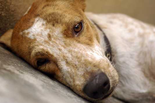«Дружба» заявила о непричастности к массовой травле собак под Брянском