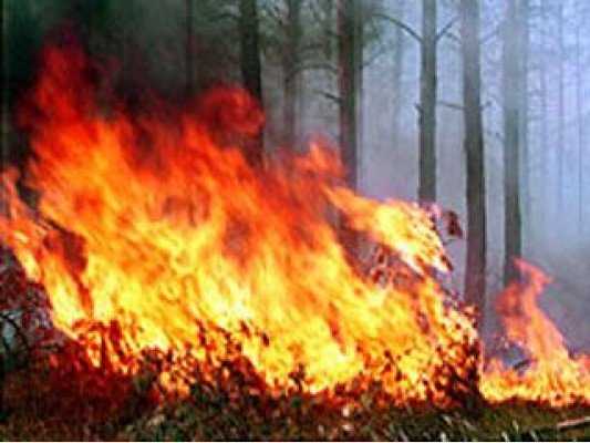 Для предотвращения пожаров брянцам запретили ходить в лес