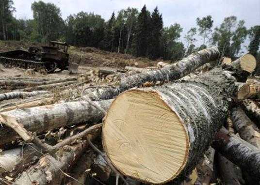 Сотрудников брянской фирмы обвиняют в вырубке леса на 6,5 миллионов