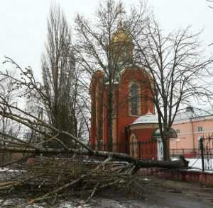 В Брянске сильный ветер поломал деревья
