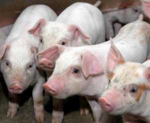 Брянская компания стала крупным российским производителем свинины