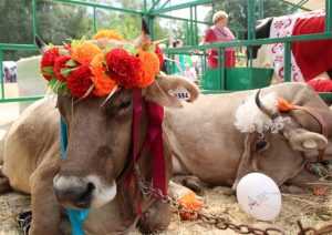 В Брянске белорусские коровы превратились в свиней