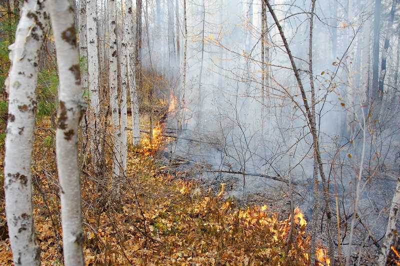 В Брянской области выгорело 36 гектаров лесной подстилки