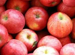 С брянской границы белорусам вернули 100 тонн польских яблок