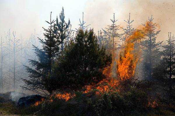 Брянские пожарные погасили 14 лесных пожаров на 40 гектарах