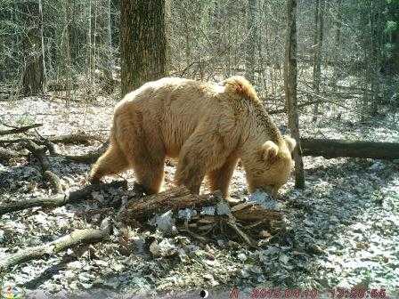 В фотоловушку «Брянского леса» попал старейший медведь заповедника
