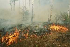 Брянские огнеборцы ликвидировали два лесных пожара