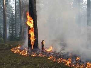 Полдня огнеборцы тушили лесные пожары в Брянском районе