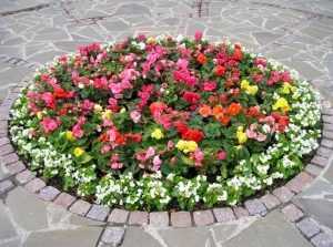 В Брянске высадят 168 тысяч устойчивых цветов