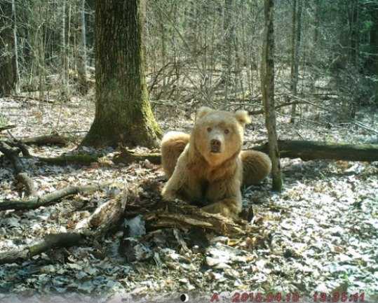 Медведя-блондина из «Брянского леса» назвали Арсением