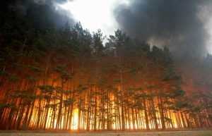 Сухая погода возвратила в Брянскую область лесные пожары