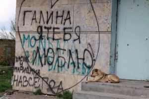 В Брянске жители Новостройки подверглись нападению собачьих стай