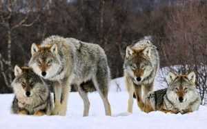 Брянские волки