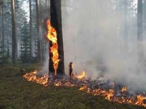 МЧС заверило, что пожары не повысили радиацию в Брянской области