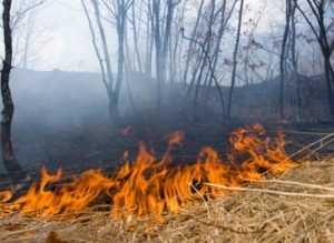 На Брянщине сократилось количество лесных пожаров
