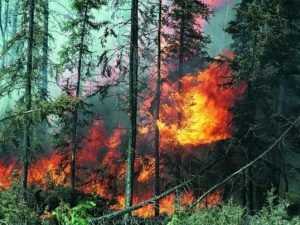 В навлинском лесу потушили пожар