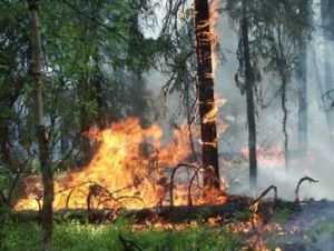 В Навлинском районе потушили второй за сутки лесной пожар