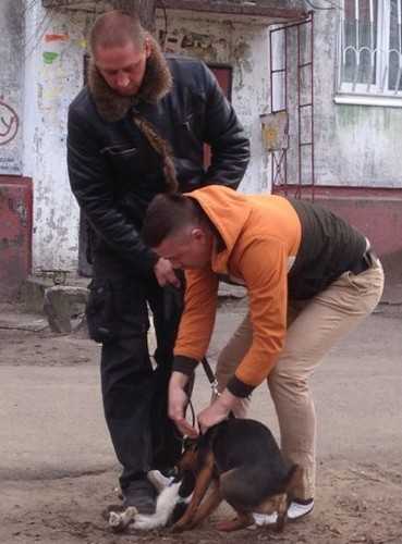 Брянца, чей пёс растерзал кошку, оштрафовали на тысячу рублей