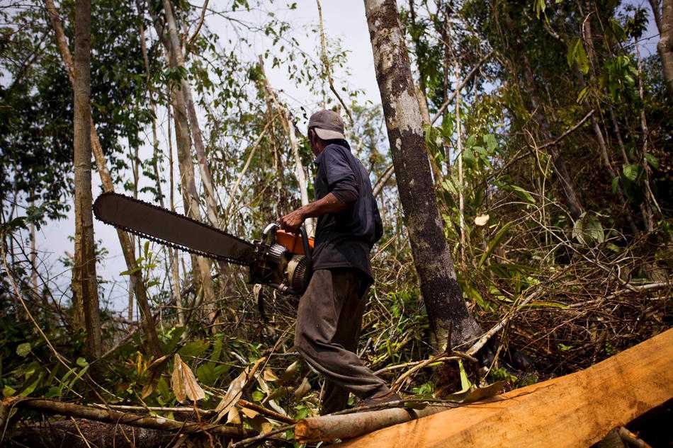 Руководитель брянского предприятия ответит за незаконную вырубку леса