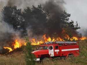 Во время пожара в брянском лесу взорвалась бомба