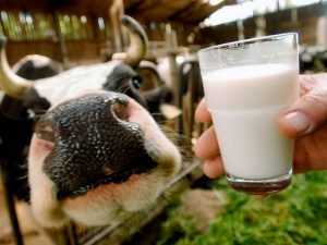 Буренки первой брянской чудо-фермы дали по три ведра молока