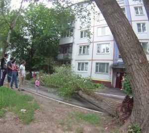 В Брянске рухнувшее дерево разнесло балкон дома