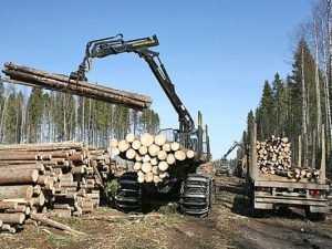 В Брянской области расследуют гибель человека  при заготовке леса