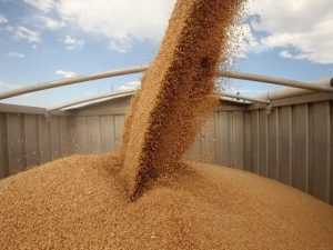 По Курской области запретили провозить брянскую пшеницу