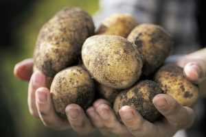 Брянским крестьянам расскажут о выращивании чудо-картофеля