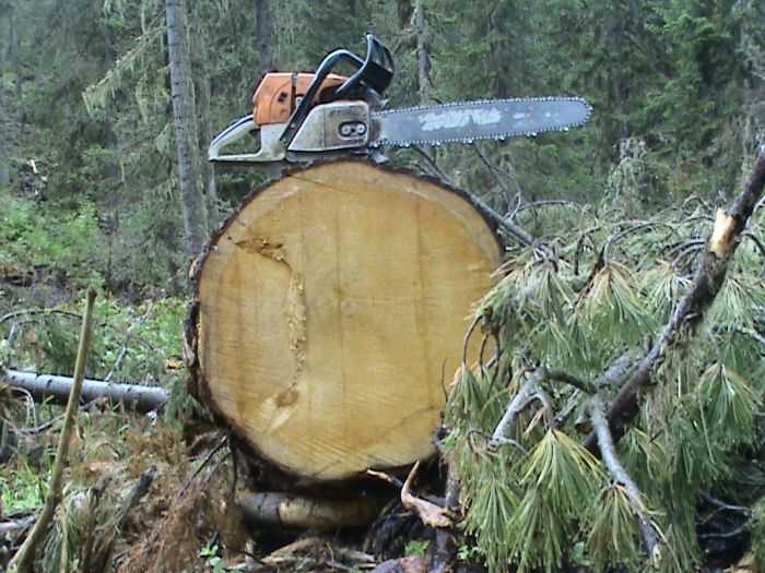 Брянский лесоруб ответит за гибель парня, убитого деревом