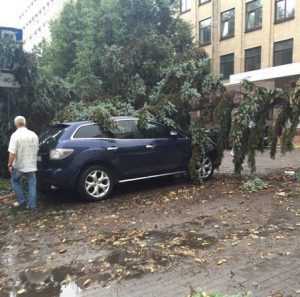 Ураганный ветер повалил в Брянске 29 деревьев