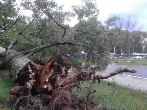 Ураган повалил в Брянске более 100 деревьев, одно придавило женщину